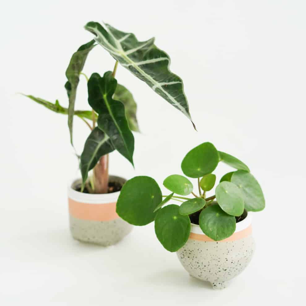 Osłonka ceramiczna dots mini 6 cm (2 kształty)