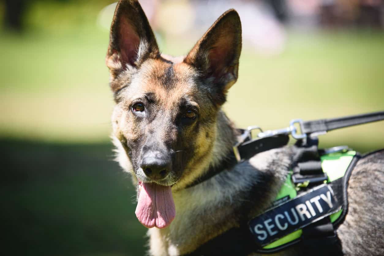 German shepherd service dog standing attentively in a green park, wearing a black harness and leash on a sunny day
