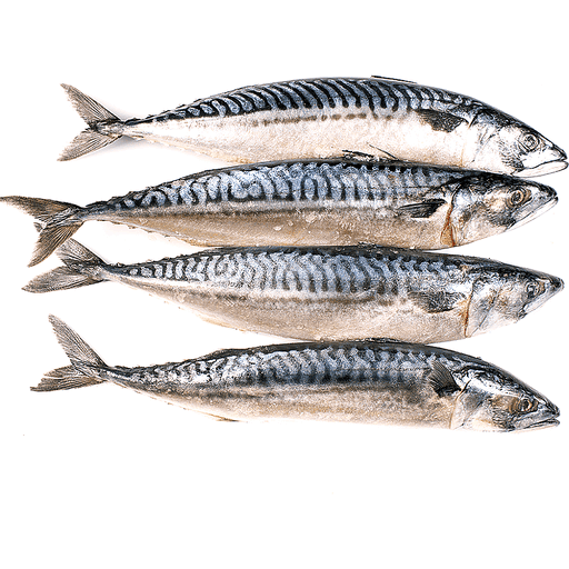 Norway mackerel