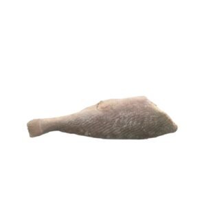 Croacker fish 8/16