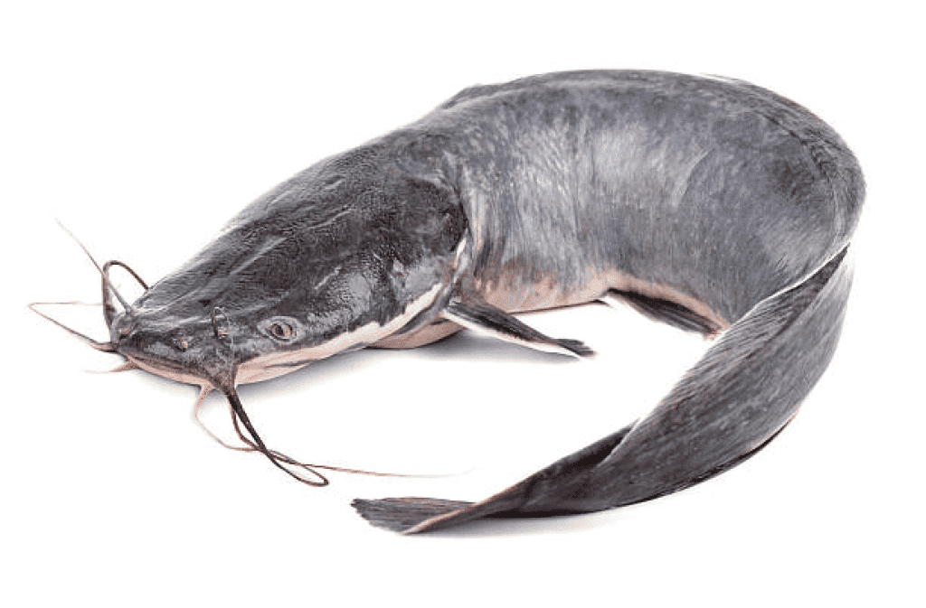 Cat fish