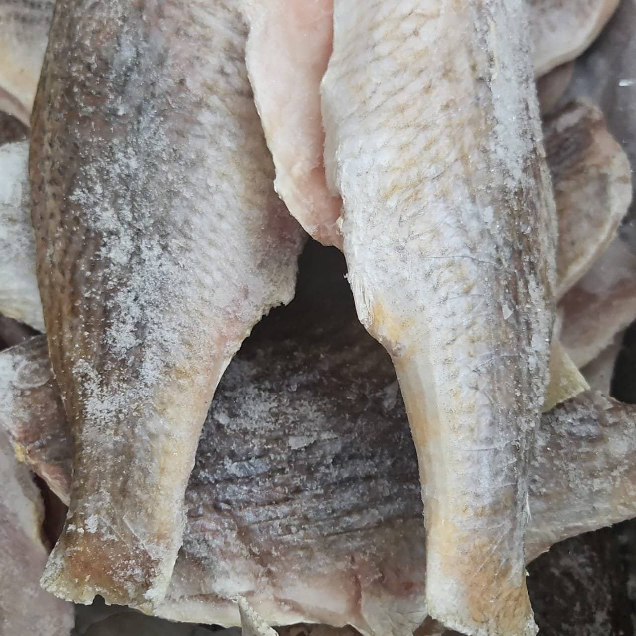 Croaker fish 8/16