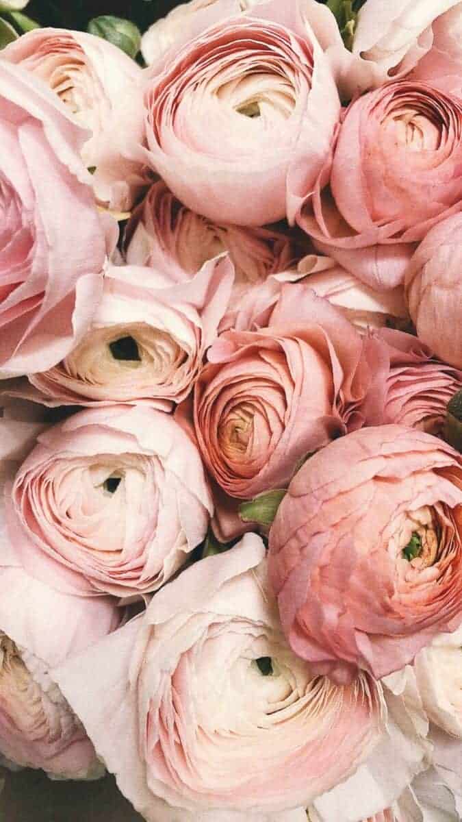 Pink Peonies wallpaper aesthetic, pink flower wallpaper iPhone