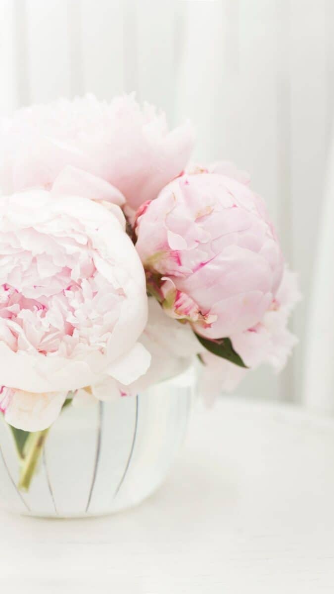 peony arrangement background for iPhone