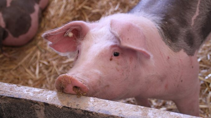 pig-gc4ba45179_1280