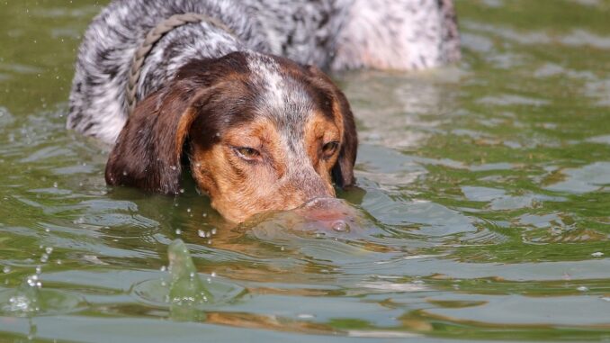 dog-3250359_1280