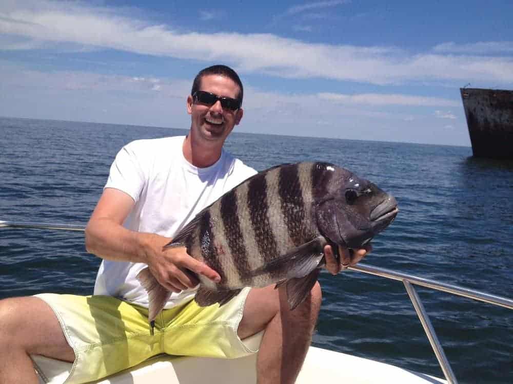 Sheepshead Photo by Greg Fawcett/courtesy MD Dnr