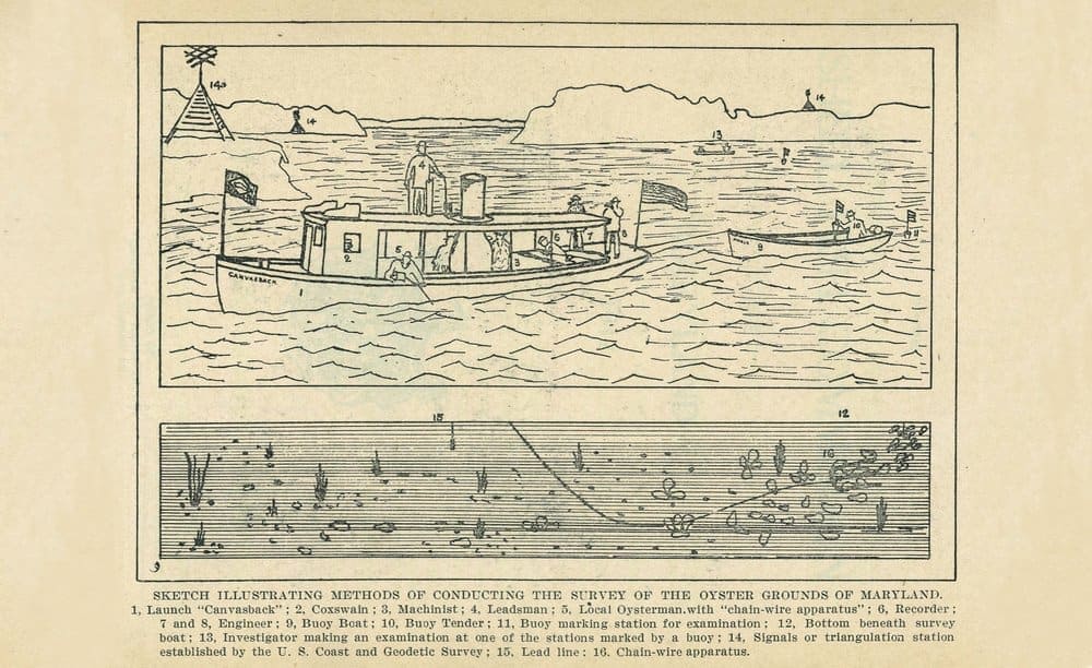 A cluster of oyster and sponge from unworked oyster bed, published in the Coast and Geodetic survey report of 1881.- NOAA Central Library