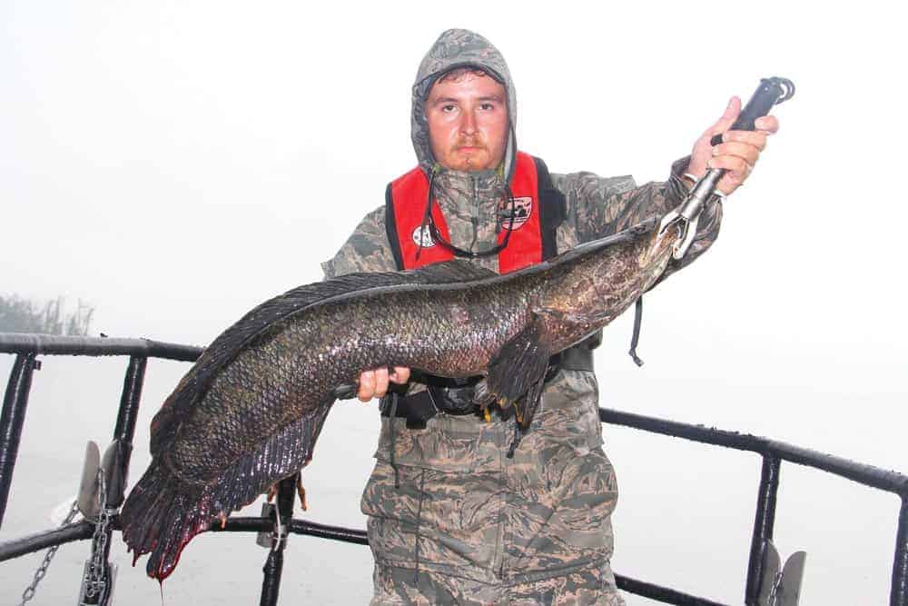 Virginia Department of Game and Inland Fisheries fisheries technician Jarrett Talley lifts a hefty snakehead. Biologists electroshock the fish and measure them to gauge population trends. The fish are released unharmed. photos by David Hart