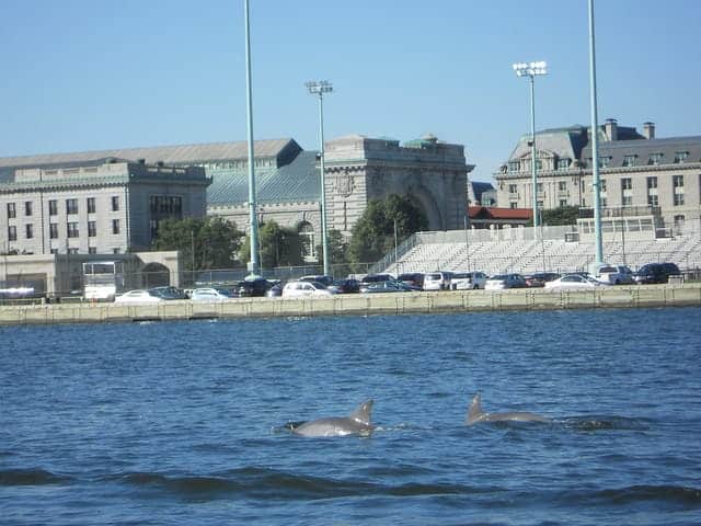 Dolphins near the Naval Academy seawall in 2016. Photo: John Agius/Maryland Fisheries Service DNR
