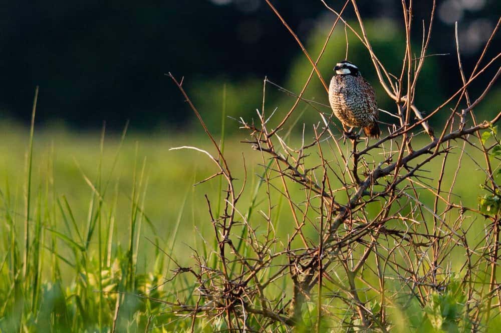 The northern bobwhite quail attracts attention to the restoration and provides an indicator of success.
