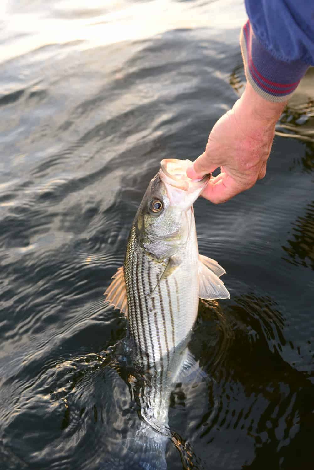 The stress of fighting a rod and line in oxygen-depleted water leaves fish vulnerable to dying after release, unless handled gently.