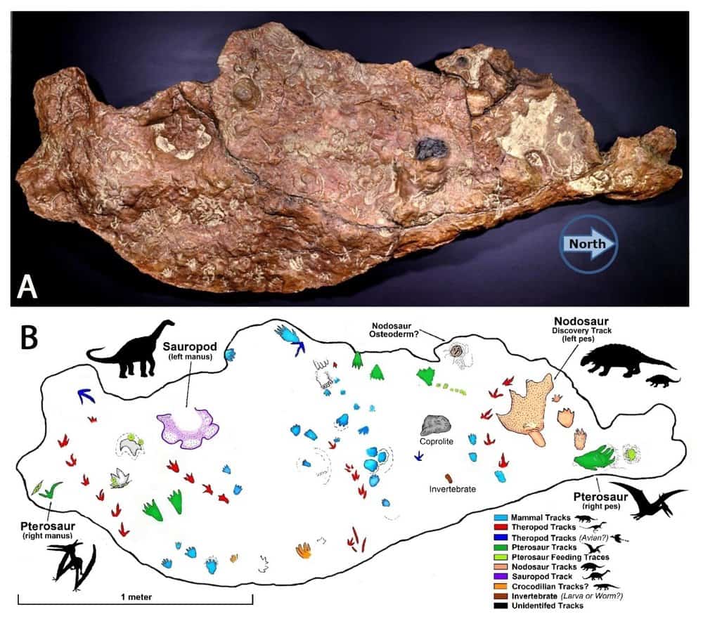 The slab and the tracks it contains. Courtesy: Ray Stanford