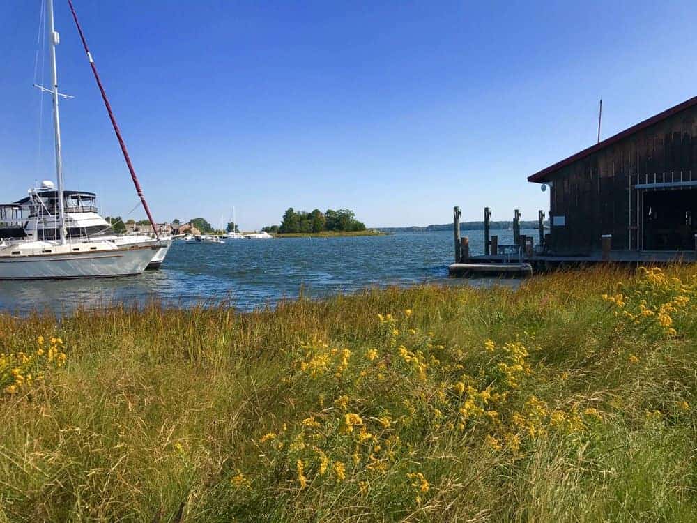 The thriving living shoreline at the Chesapeake Bay Maritime Museum.