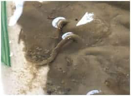 Close up of material pulled from Smith Creek. Photo: C. Wazniak, DNR