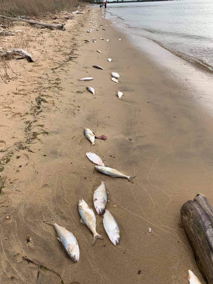 Photo: Michael ONeil/ Facebook