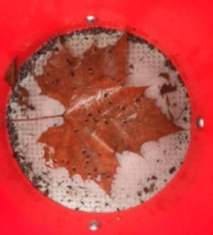 A sample of mudsnails taken by Maryland DNR: tiny compared to a leaf