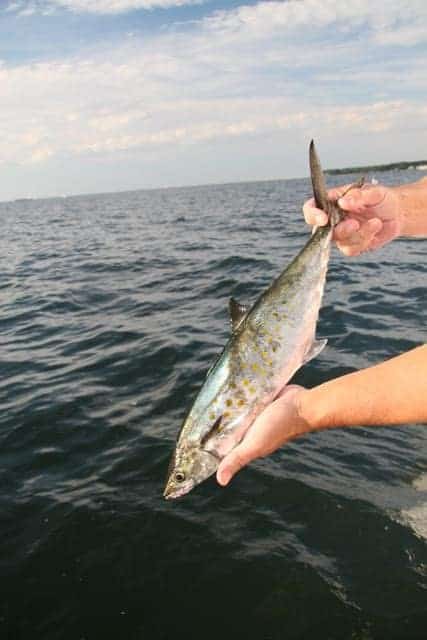 Spanish mackerel fishing is good in both Virginia and Maryland waters right now. (Photo by Chris D. Dollar)