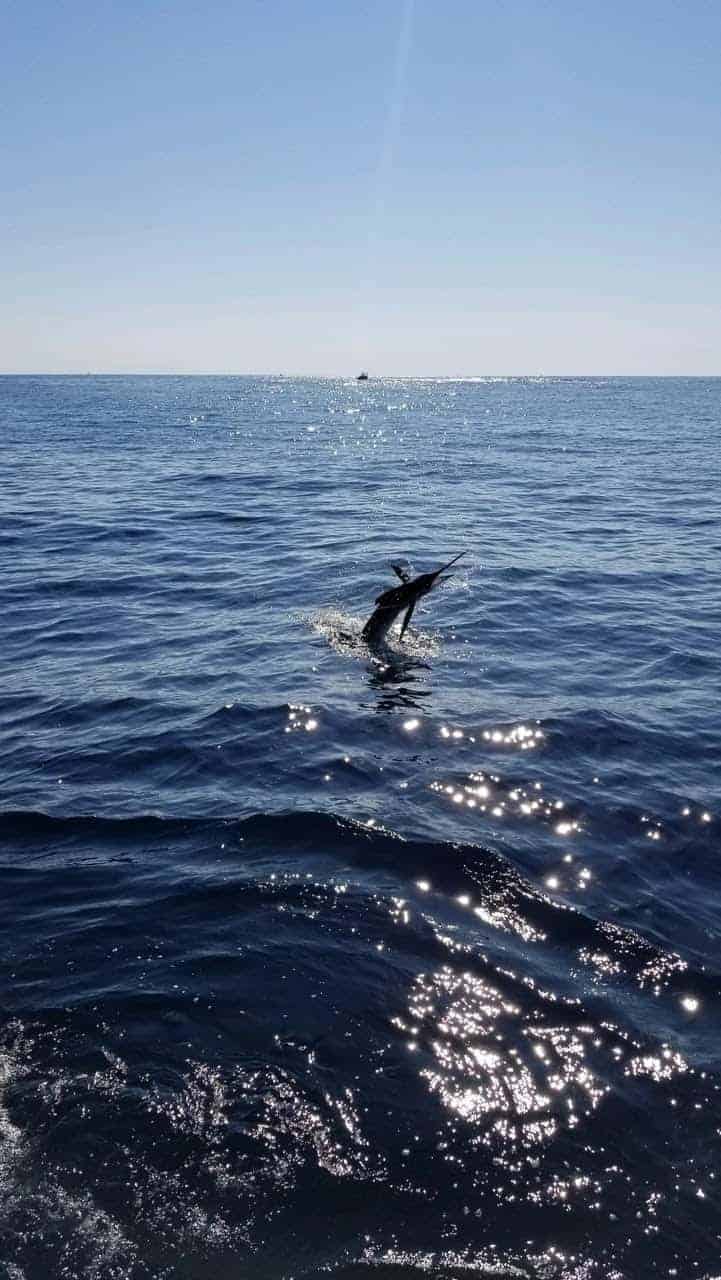 White marlin lit up offshore waters in recent days, offering the season’s last shot at a billfish. (Photo courtesy of Richard Hammond)