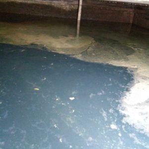 What If... I Never had my Cistern Cleaned? Pollen floating on concrete cistern