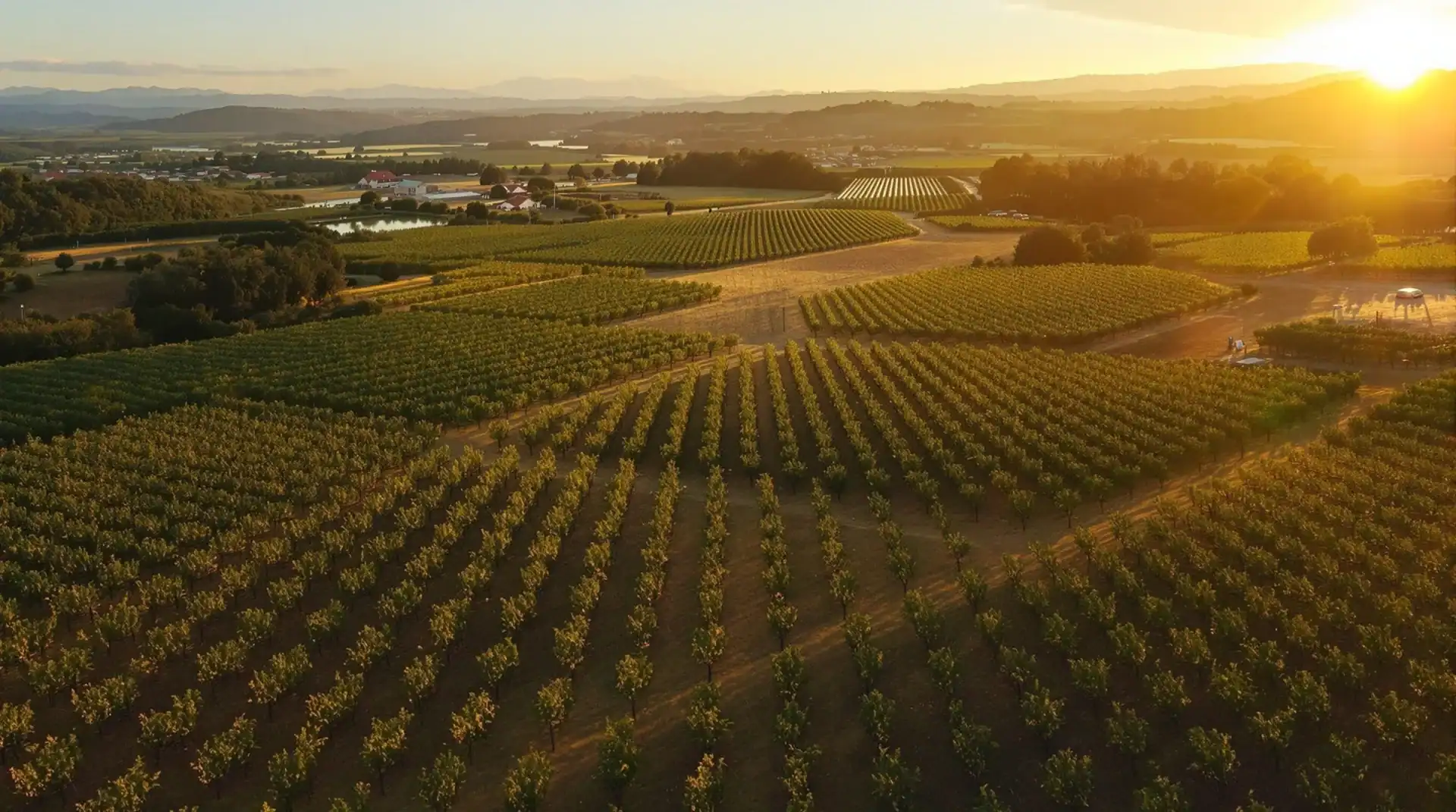 Vídeo y fotografía aérea para agroindustria en finca DOP