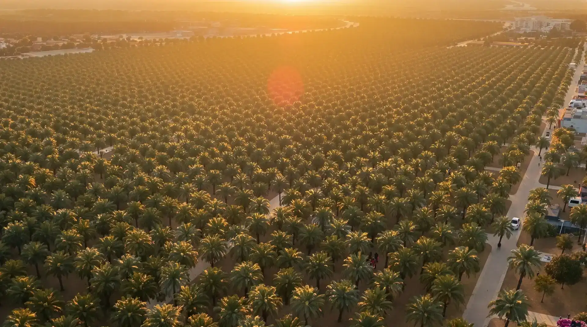 Vista aérea del Palmeral de Elche al atardecer, Patrimonio Mundial UNESCO, fotografía con drone