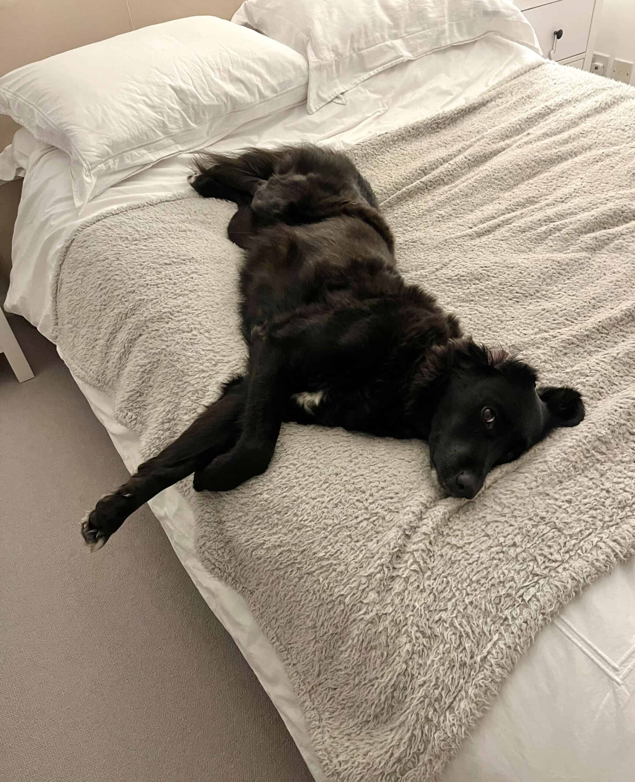 Black dog on bed