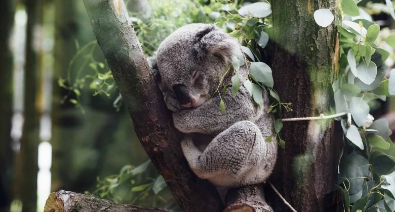 Koala Sleep Jocelyn Chinese Tuition Current Affairs Discussion (O Levels Chinese Oral / Higher Chinese Oral / H1 Chinese Oral)