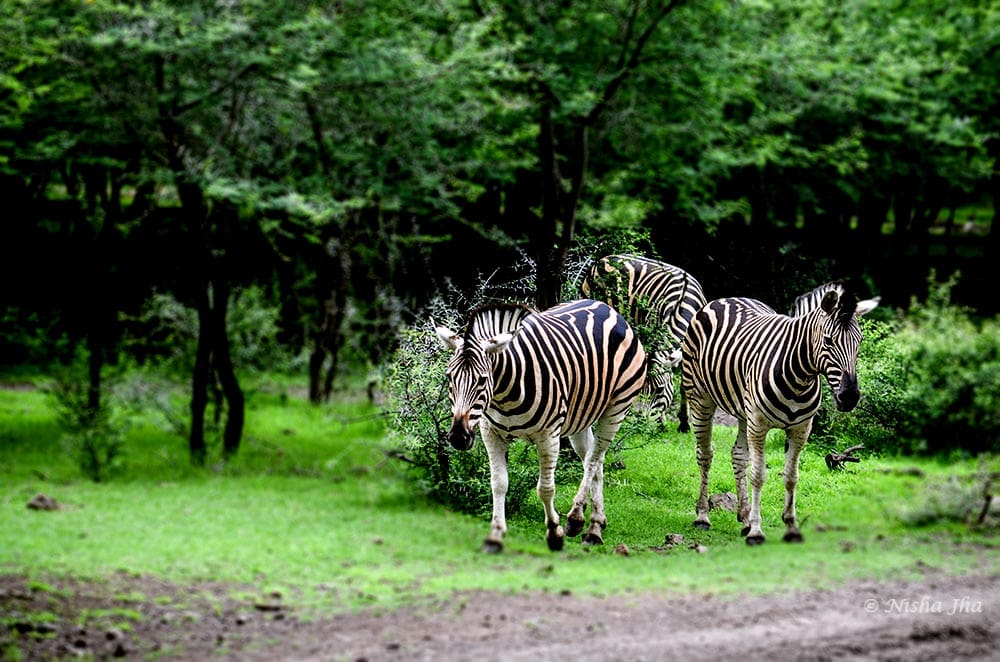 Top Indian Couple Blog by Nisha Jha and Vasudevan R - Top Things to do in Mauritius Beyond Beaches