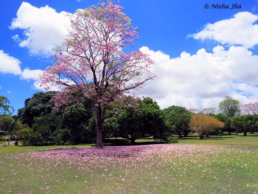 Top Indian Couple Blog by Nisha Jha and Vasudevan R - Top Things to do in Mauritius Beyond Beaches