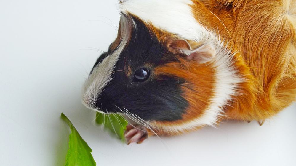 Abyssinian guinea pig Eating celery