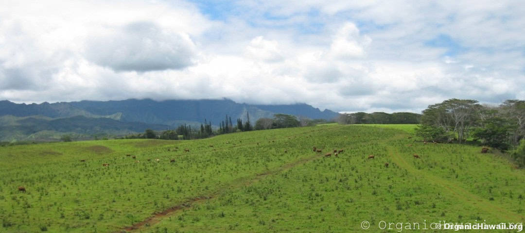 Grass fed beef grazing on a Kauai farm