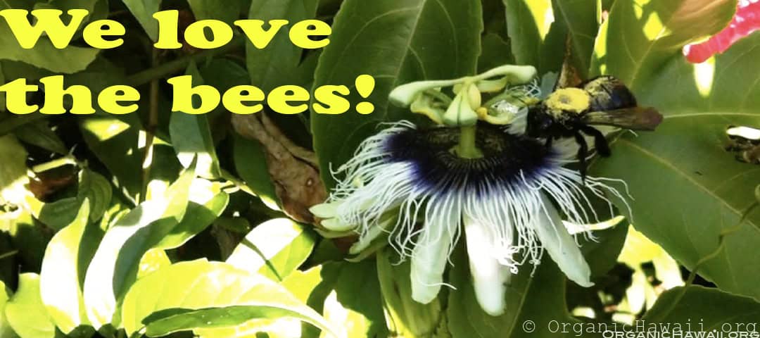 Bumble bee pollinating an organic Hawaii Passion Fruit flower (Lilikoi) on a Maui organic farm