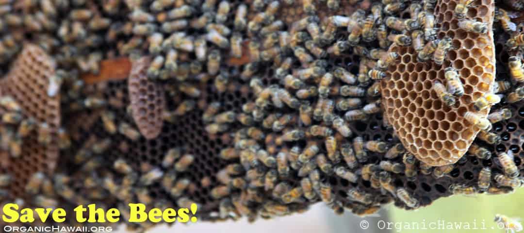 save the bees 1080 organic hawaii
