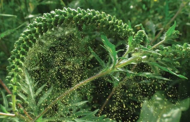 parlagfű pollen
