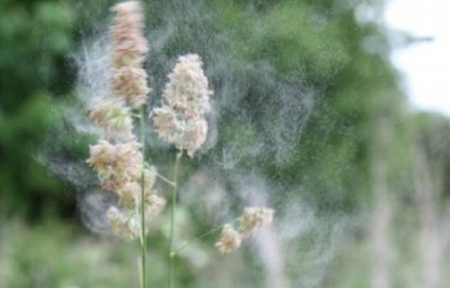 csomós ebír pollen
