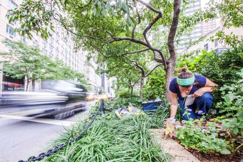Our field site on Broadway in New York. Collaborator Amy Savage is setting up an experiment on ant diet preferences. (photo: Lauren Nichols)
