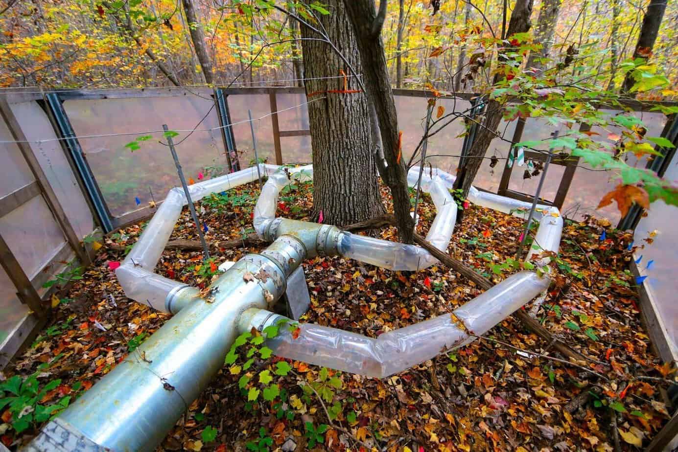 Warming chamber at Duke Forest where we heated forest plots to simulate future climate warming over five years. (photo: James Waters)