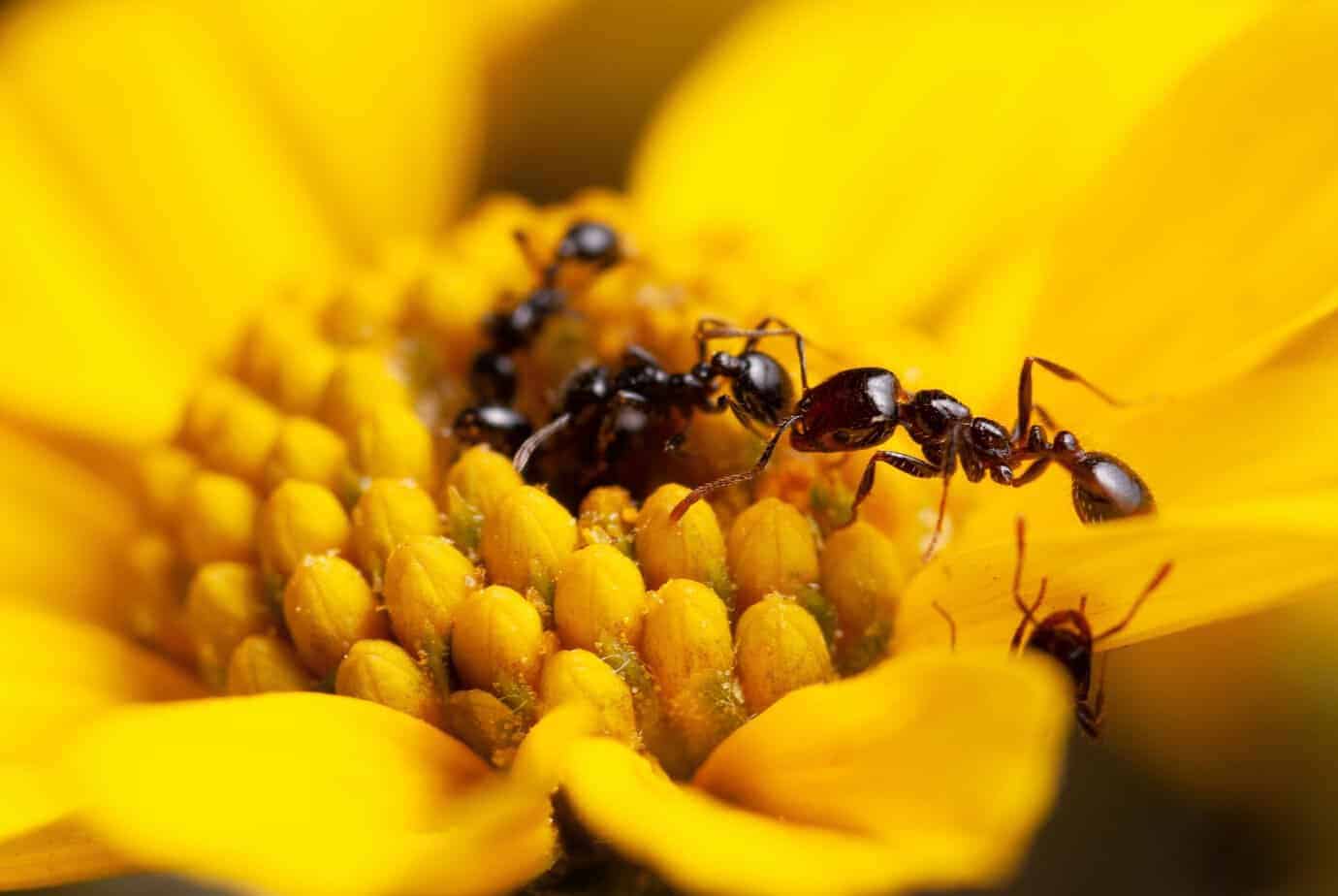 Fire ants produce the most potent antimicrobials identified to date in ants and other social insects.