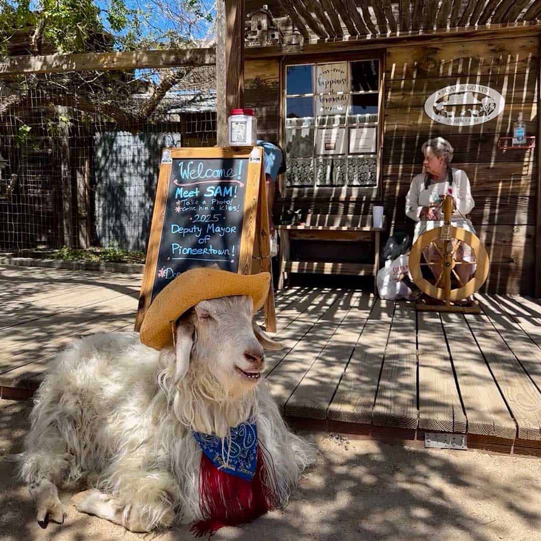 Soap ‘n Goats