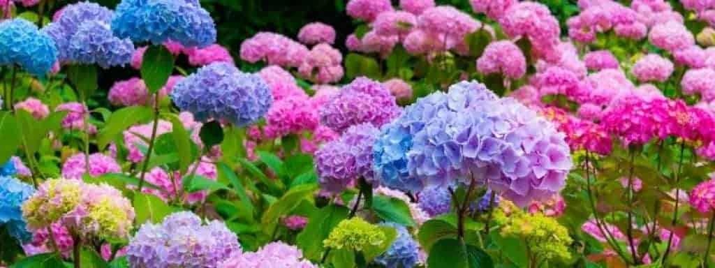 does hydrangea colourant work