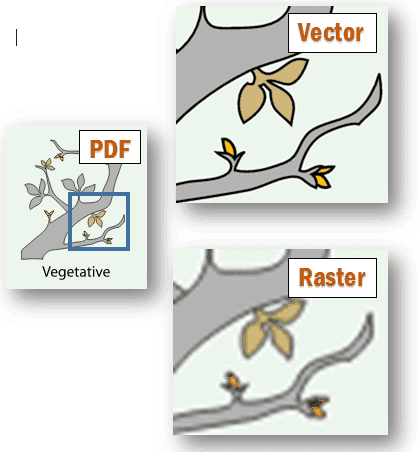 vector or raster example