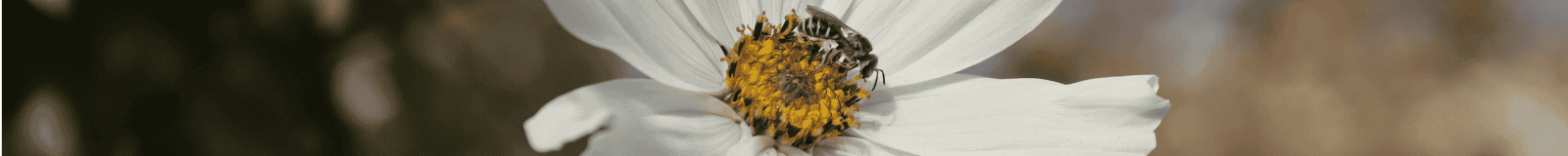 Wasteland and River: Painting a Mandorla for Creative Flow with Janet Marinelli & Carol Geisler