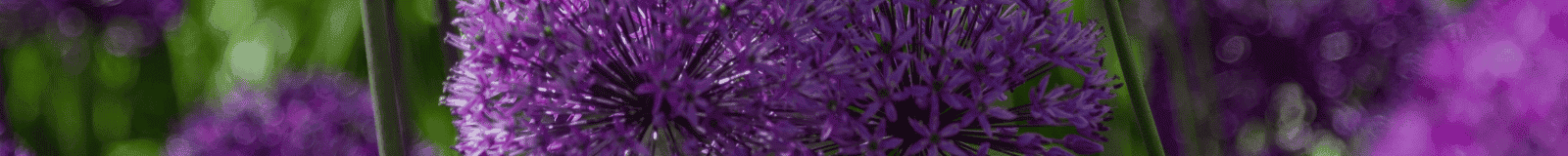 Letting Go to Stay in the Flow with Julie Trombley