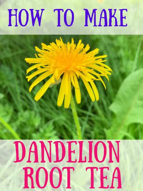 how to make dandelion tea