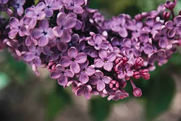 close up of purple lilac flowers