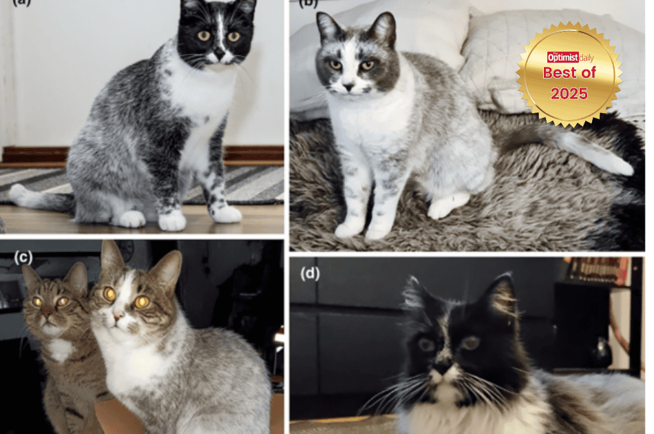 New cat color unlocked: ’sal