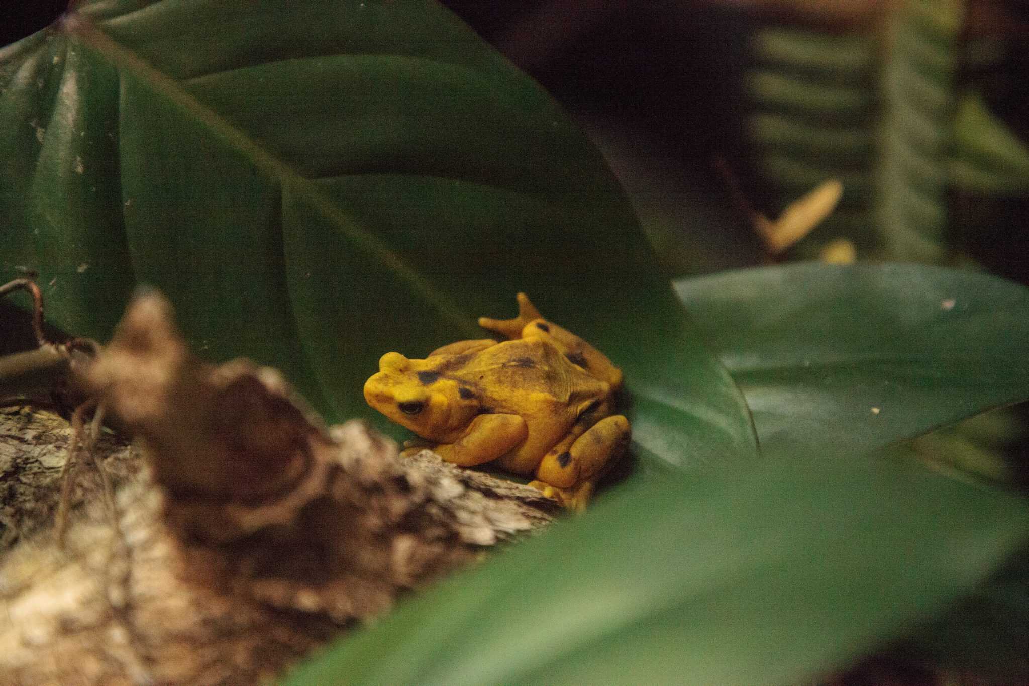 Panama’s golden frogs return