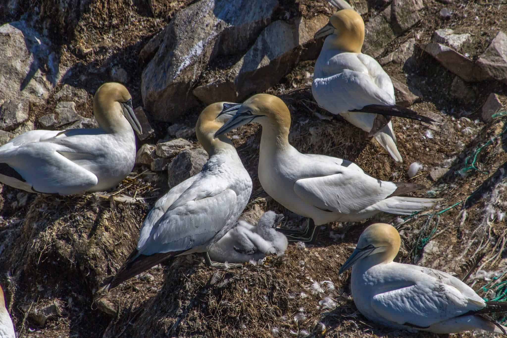 Several albatrosses resting on a rocky shoreline with seaweed and debris nearby.