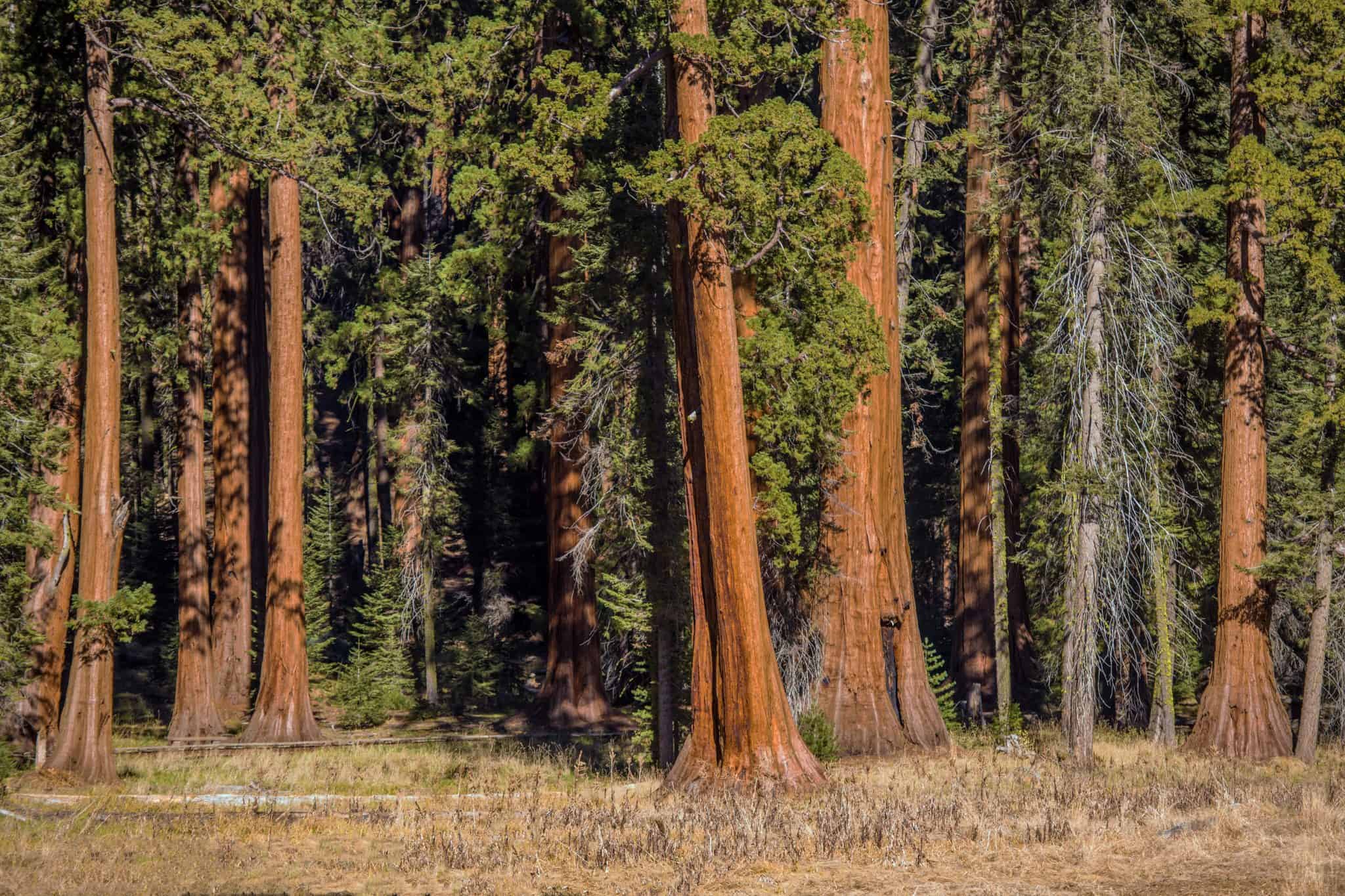 Giant sequoia clones from 3,00